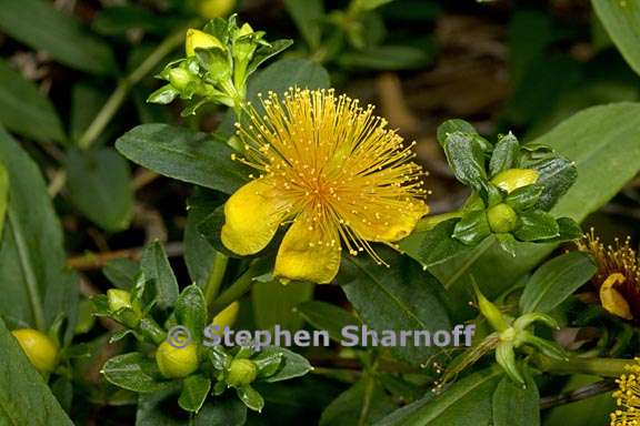 hypericum prolificum 1 graphic